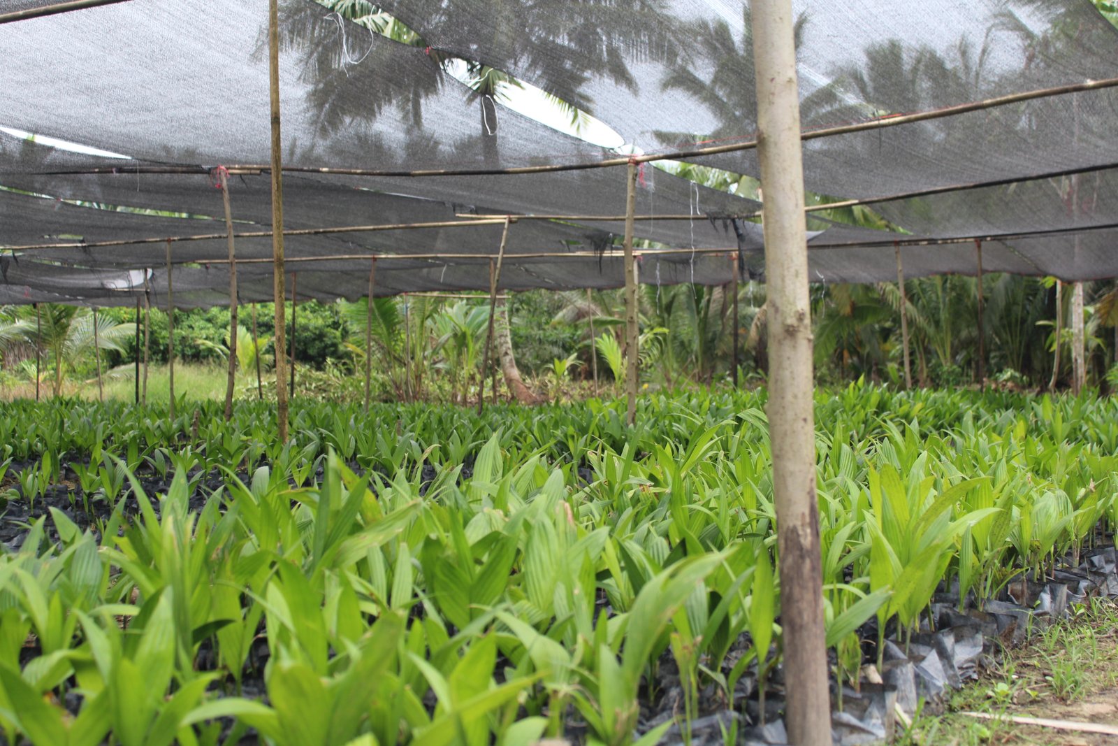 Lebah Madu