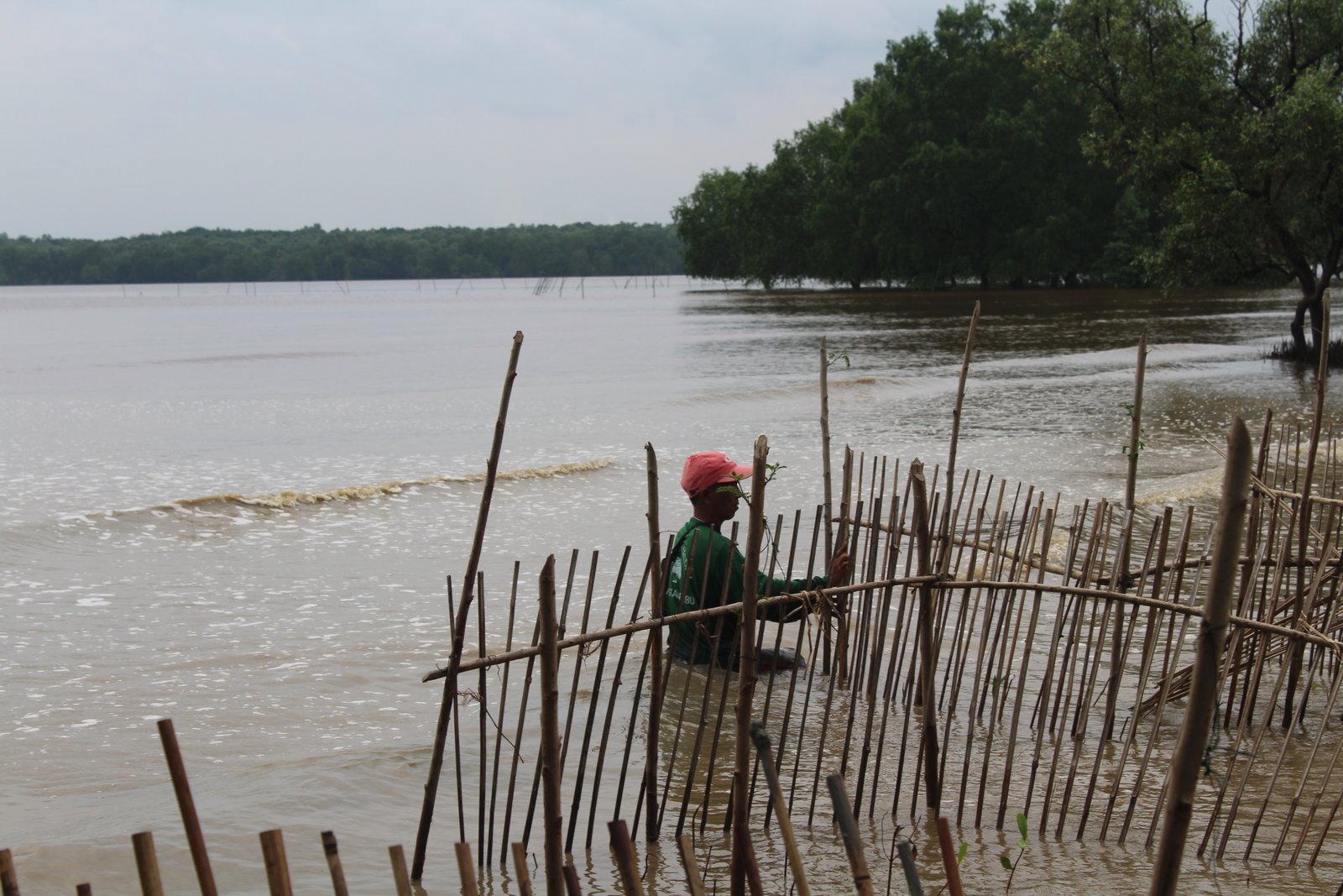 Rehabilitasi Hutan Mangrove