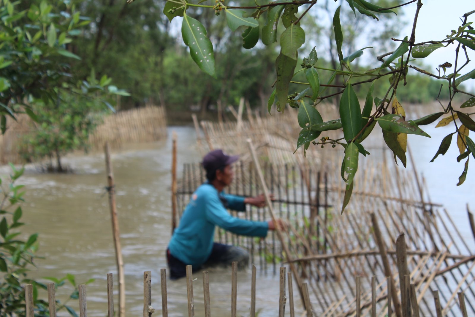 Rehabilitasi Hutan Mangrove